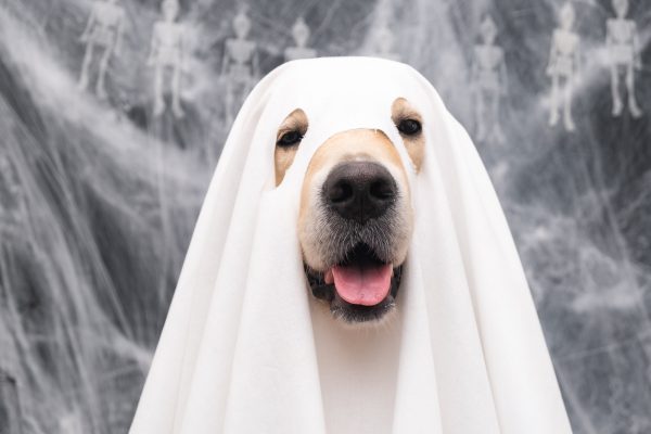 Cute Halloween ghost dog.